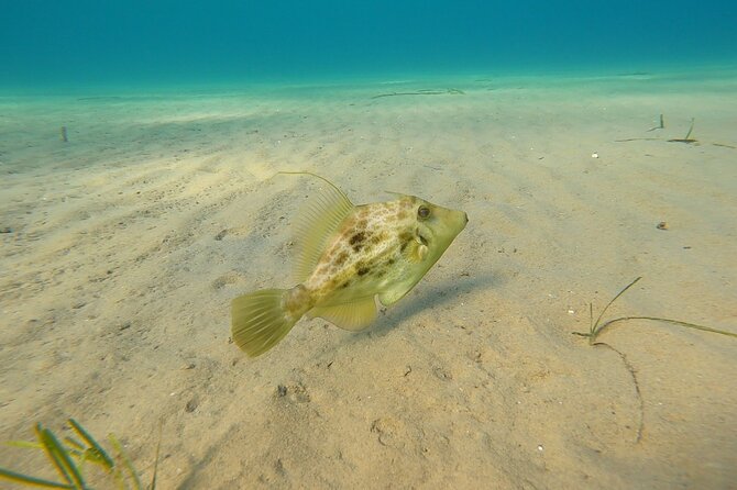 Discover Small Group Scuba Diving Experience in Nea Makri, Athens - Who will enjoy this experience most
