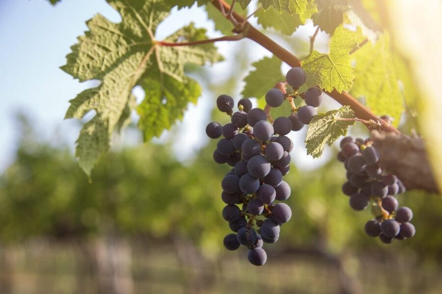 Evening of Wine and Scenic Views in Skiathos - Why this Skiathos wine evening works