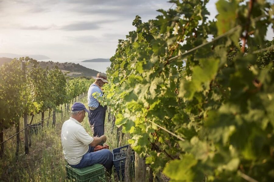 Evening of Wine and Scenic Views in Skiathos - A short look at the vines and winery
