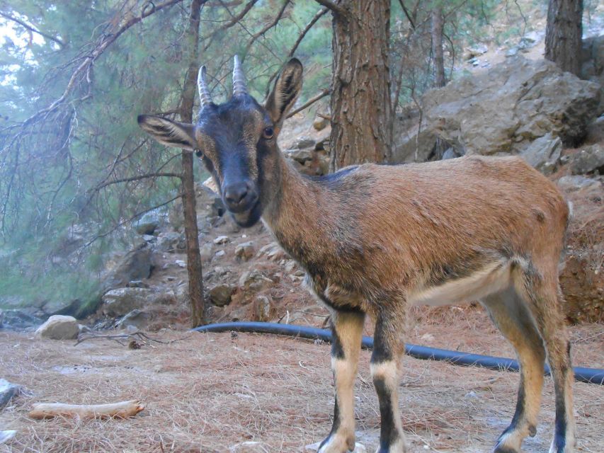 From Agia Galini/Matala: Samaria Gorge Hiking Tour - Why Samaria Gorge deserves a full day
