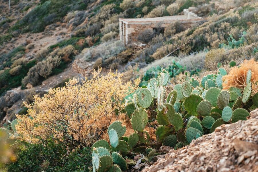 From Athens: Cape Sounion & Temple of Poseidon Half Day Tour - Anavyssos beach, lunch, and seasonal swimming