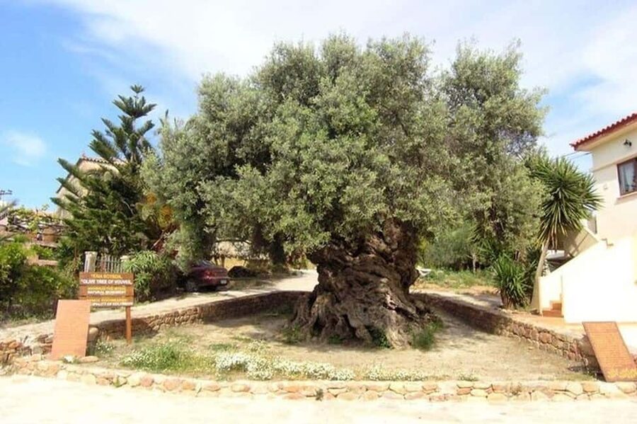 From Chania: Olive Oil, Wine, Cheese & Honey Tasting Tour - A full day from Chania into rural Crete