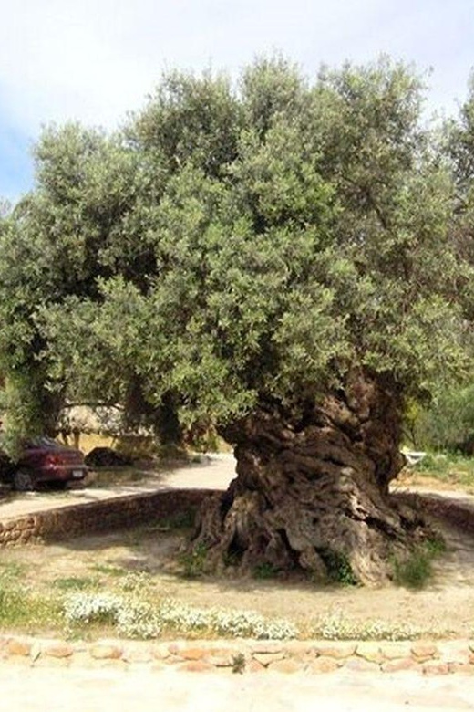 From Chania: Olive Oil, Wine, Cheese & Honey Tasting Tour - Timing, group size, and comfort
