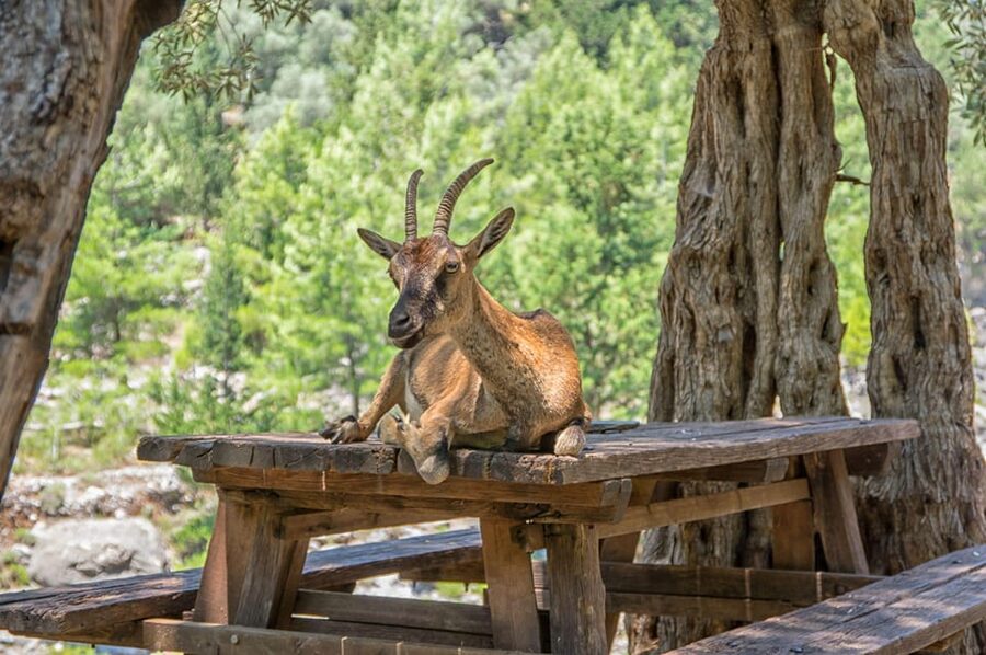 From Chania: Samaria Gorge with Professional Hiking Guide - Early pickup and the road to Omalos
