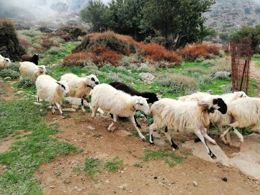 From Chania: White Mountains Land Rover Safari - Who should book this safari?