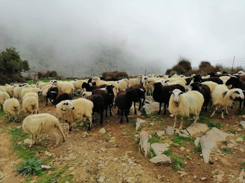 From Chania: White Mountains Land Rover Safari - The rough road to the shepherd’s mitato