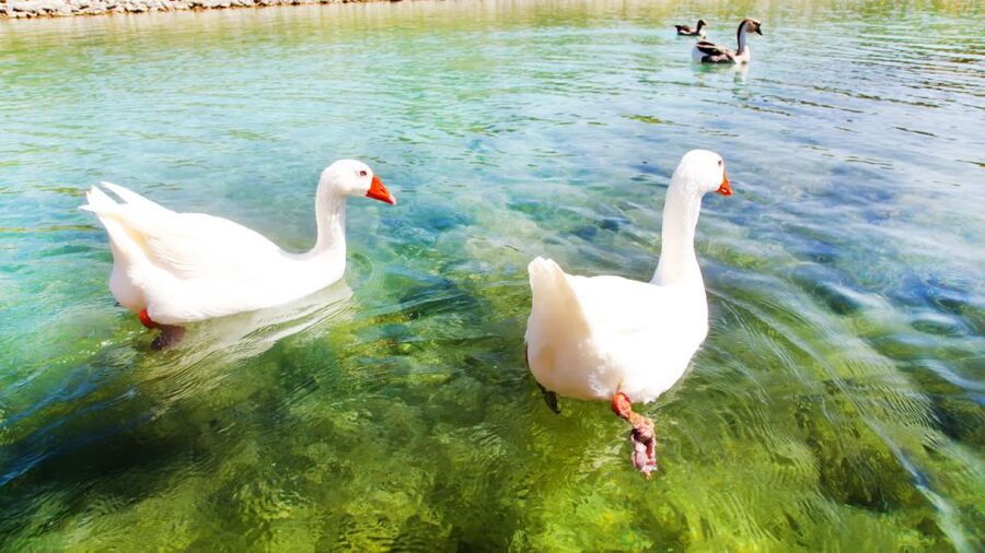 From Heraklion: Chania Town, Kournas Lake, and Rethymno Tour - Kournas Lake: water, mountains, and optional time on the lake