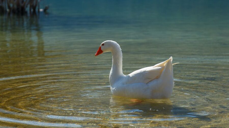 From Heraklion: Chania Town, Kournas Lake, and Rethymno Tour - What the $56 price really buys you