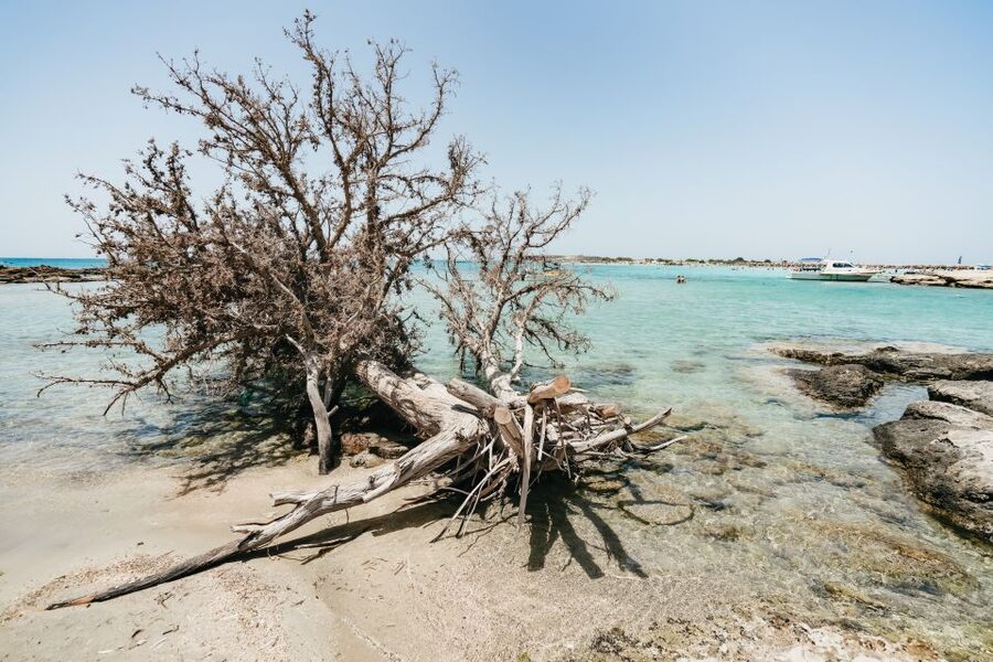 From Rethymno/Kavros: Elafonissi Pink Sand Beach Tour - Key points to know before booking