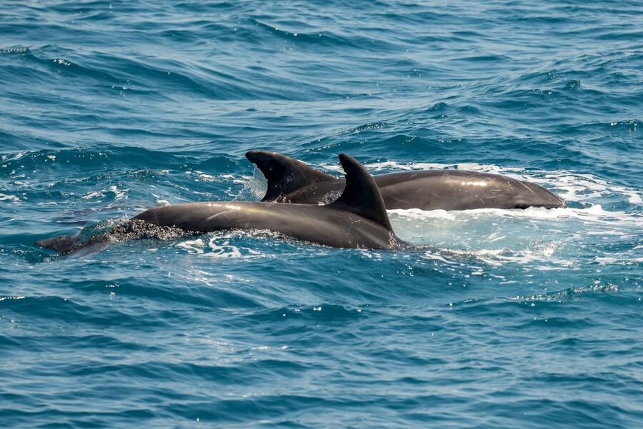 From the Port of Kos: Full Day Boat Cruise to 3 Islands - Pserimos and the final hour ashore