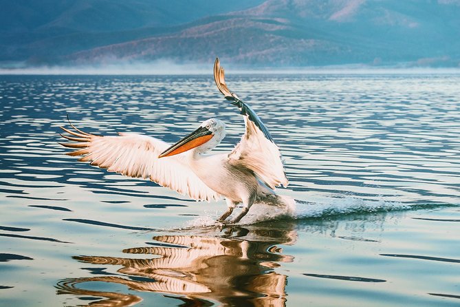 From Thessaloniki: Private Day Trip to Kerkini Lake - Why Kerkini Lake makes a good day away from Thessaloniki