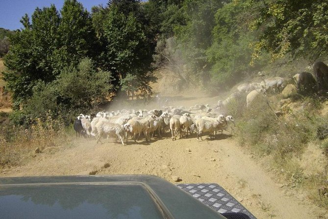 Full-Day Land Rover Safari from Heraklion with Lunch - Krassi’s plane tree and the ride home