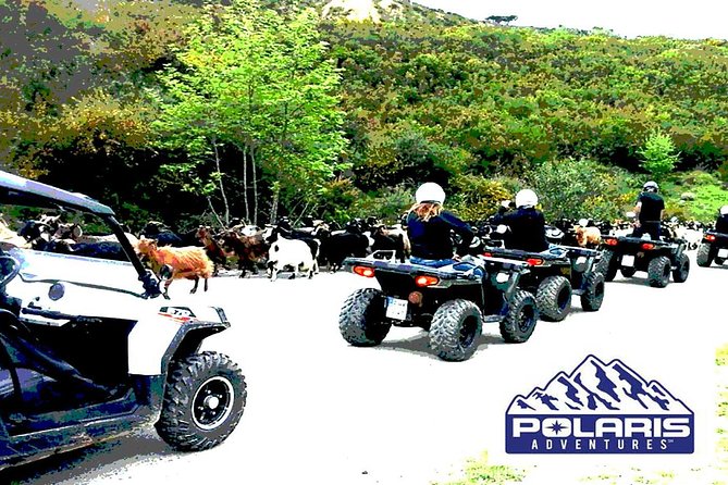 Half-Day Rethymno Quad Safari - Prassano Gorge and birds over the rocks