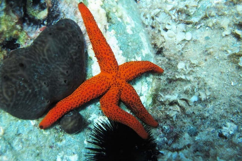 Halkidiki-Kassandra: Scuba Diving for Beginners - At Diving Center Sredetz: preparation before the sea