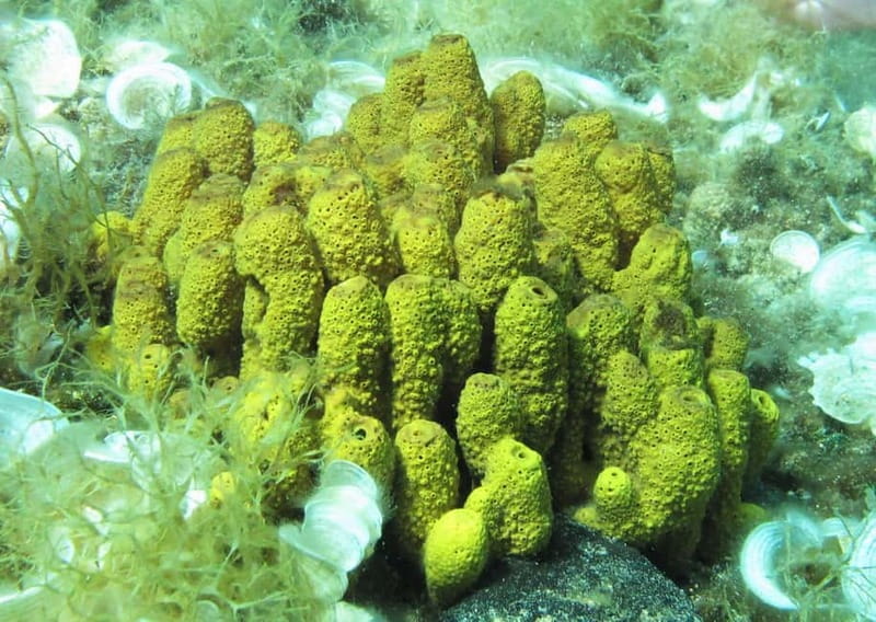 Halkidiki-Kassandra: Scuba Diving for Beginners - Fish, clear water, and the quiet below the waves