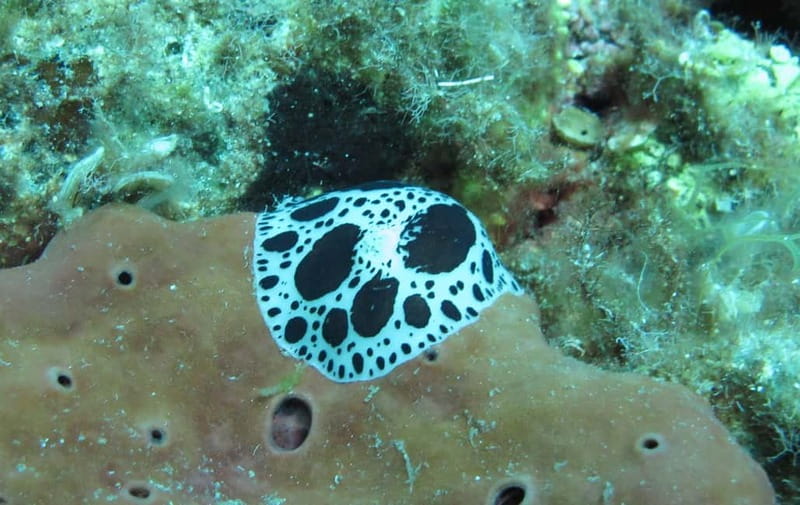 Halkidiki-Kassandra: Scuba Diving for Beginners - Should you book the Kassandra scuba session?