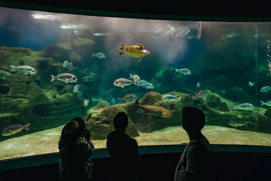 Heraklion Area: CRETAquarium Admission Ticket - The species children notice first