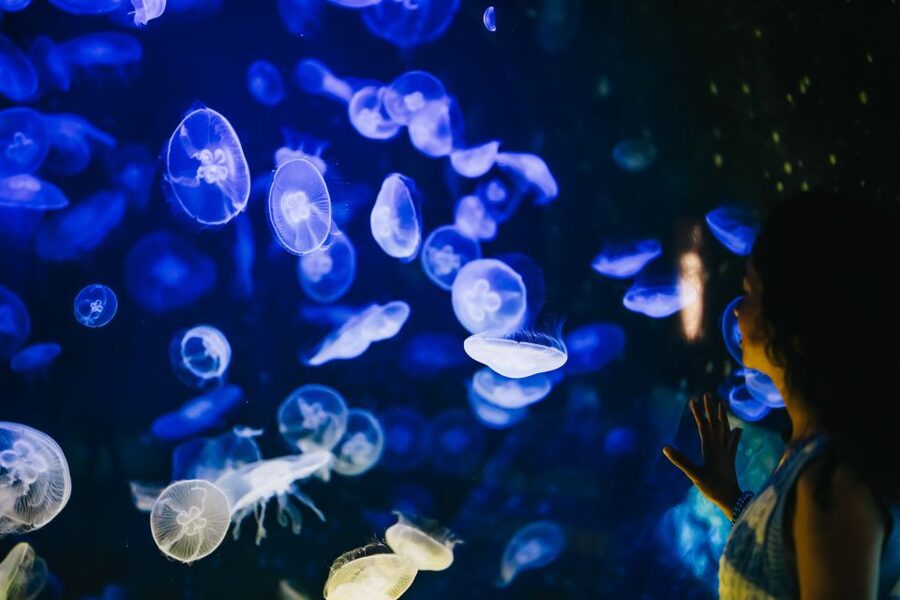 Heraklion Area: CRETAquarium Admission Ticket - Getting there from Heraklion, Malia, and Hersonissos