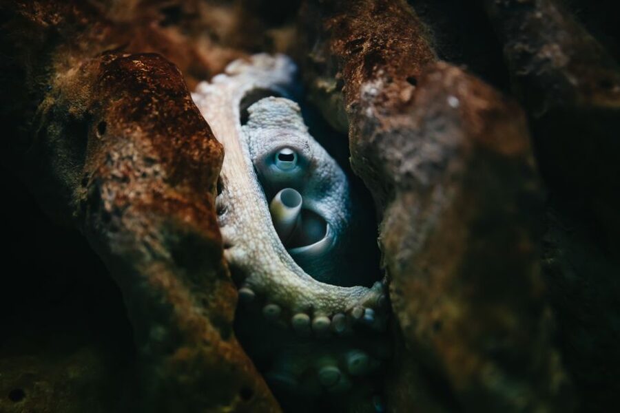Heraklion Area: CRETAquarium Admission Ticket - From Mediterranean rock pools to open water