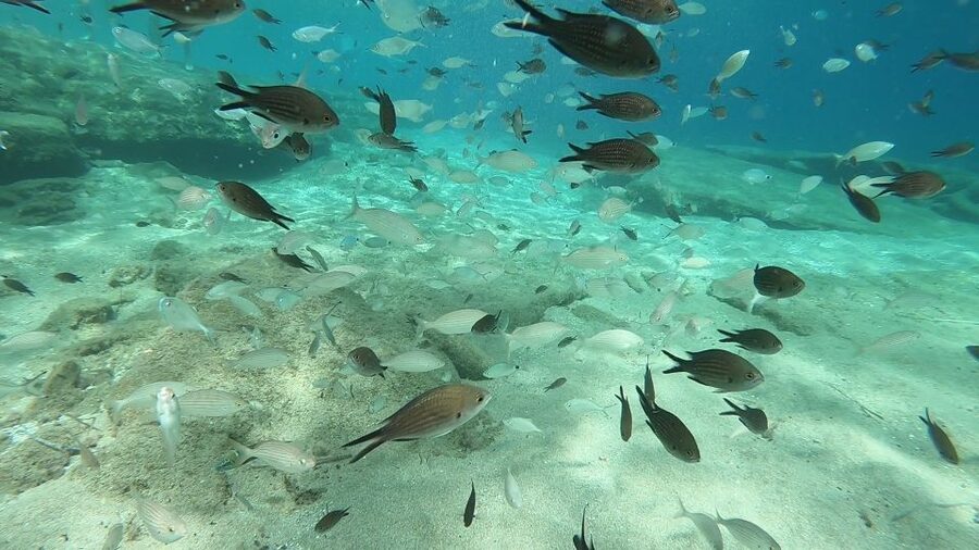 Heraklion: Beginner Scuba Diving Lesson with PADI Instructor - Agia Pelagia Bay at six meters or less