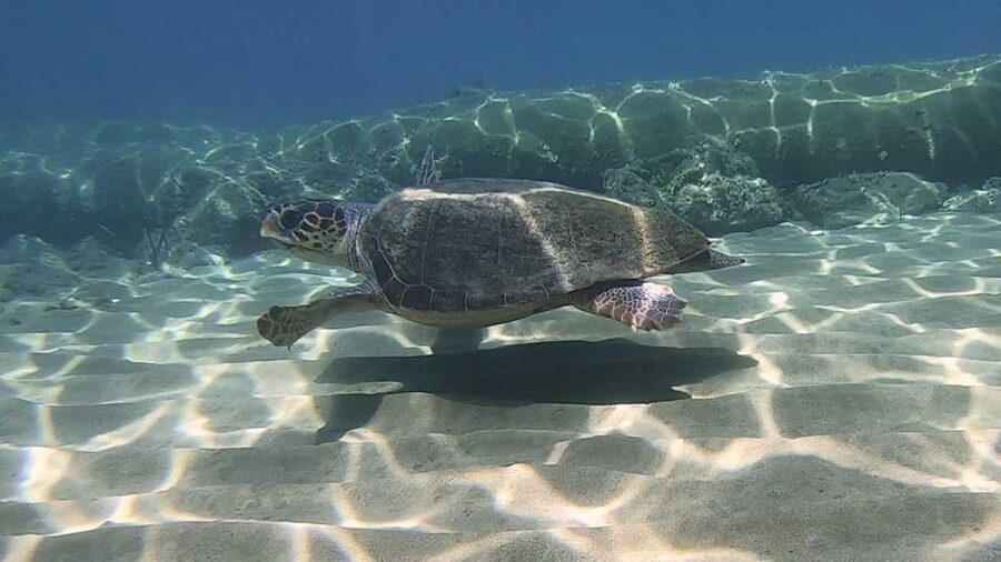 Heraklion: Beginner Scuba Diving Lesson with PADI Instructor - Is $88 a fair price?