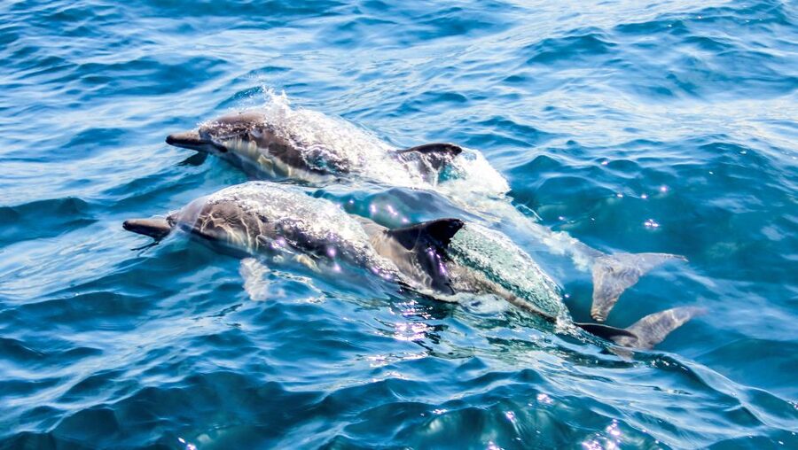 Heraklion: Dia Island Sailboat Cruise with Swimming and Meal - Three and a half hours in Dia’s sheltered bay