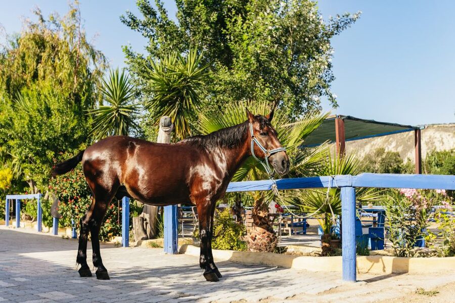 Heraklion: Finikia Horse Riding Tour with Lunch or Dinner - Who should book this tour?