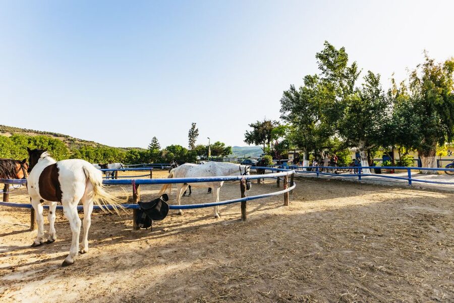 Heraklion: Finikia Horse Riding Tour with Lunch or Dinner - What happens before you mount