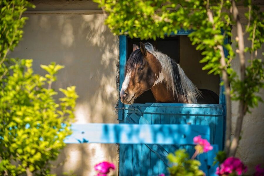 Heraklion: Horseriding Day Tour with Lunch and Transfer - How the guides handle beginners and children