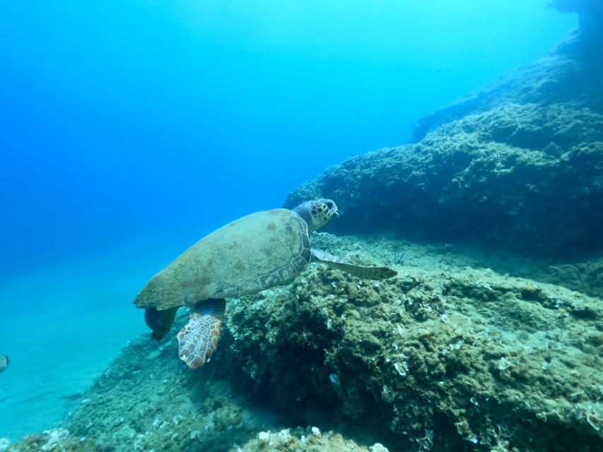 Heraklion: Scuba Diving Experience for First-Timers - Quick points before you book
