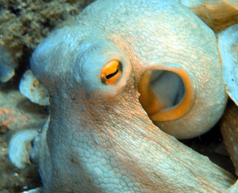 Heraklion: Scuba Diving Experience for First-Timers - Timing, cancellation, and practical planning