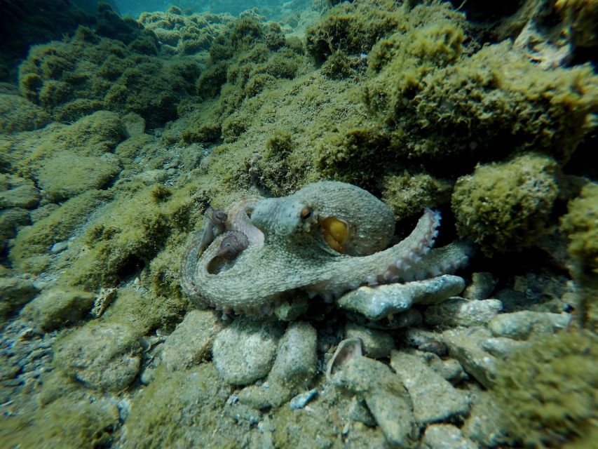 Heraklion: Try Scuba Diving For Beginners (1 dive) - Who will enjoy this most?
