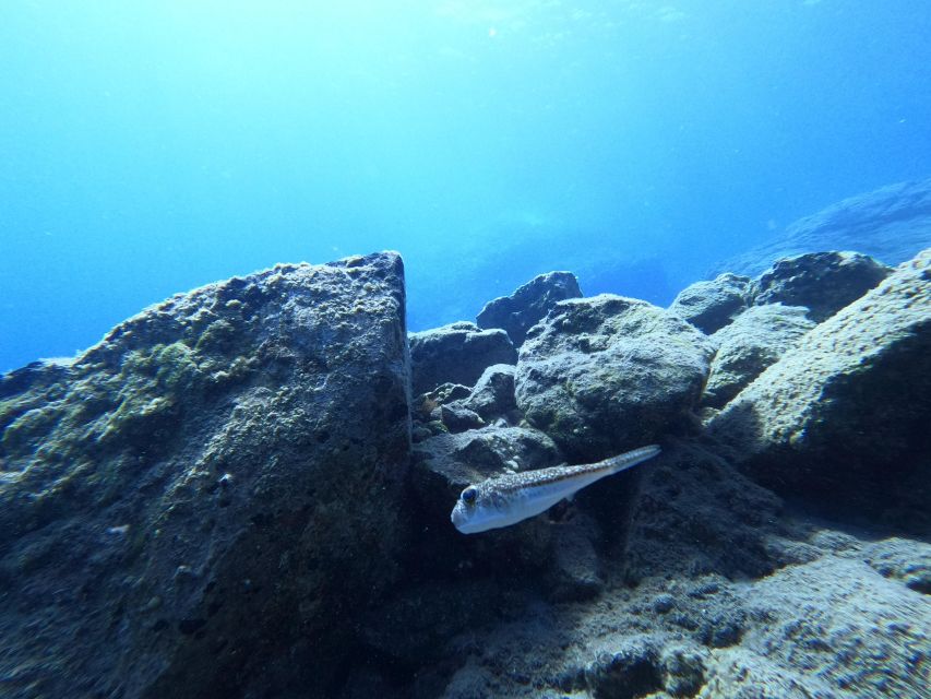 Heraklion: Try Scuba Diving For Beginners (1 dive) - Languages, equipment, and comfort