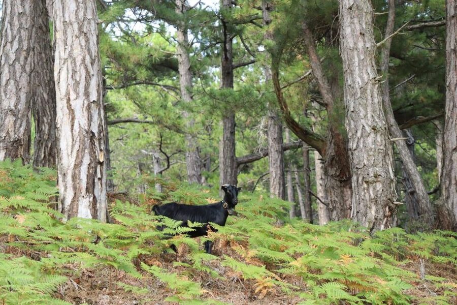 Jeep Safari in Thassos Mountain - Why this Thassos mountain trip is different from a beach day