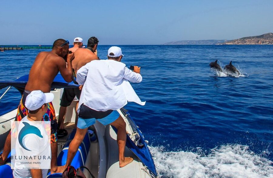 Kamiros Skala : Marine Life Experience & Alimia Island - The return route and final dolphin check