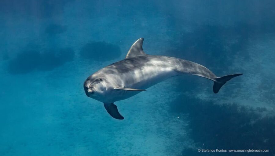 Kamiros Skala: Marine Life Experience by Boat - Who should book it?