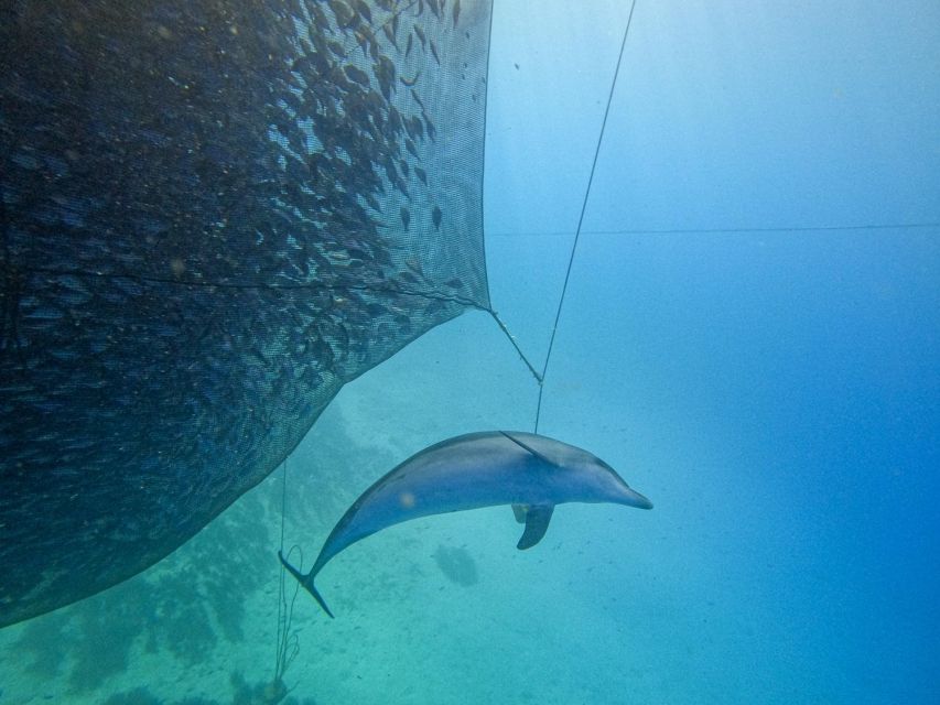 Kamiros Skala: Marine Life Experience by Boat - Should you book the Kamiros Skala marine life trip?