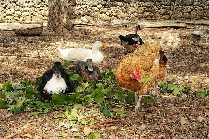 Kefalonia: Private Olive Oil, Honey & Wine Tasting Experience - Pickup, timing, and practical details