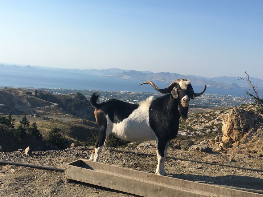 Kos: Full-Day Jeep Safari with Lunch - Climbing Mount Dikaios by 4x4
