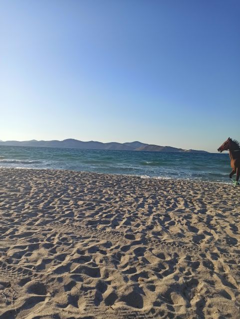 Kos: Horse Riding Experience on the Beach with Instructor - Why this Kos beach ride feels different