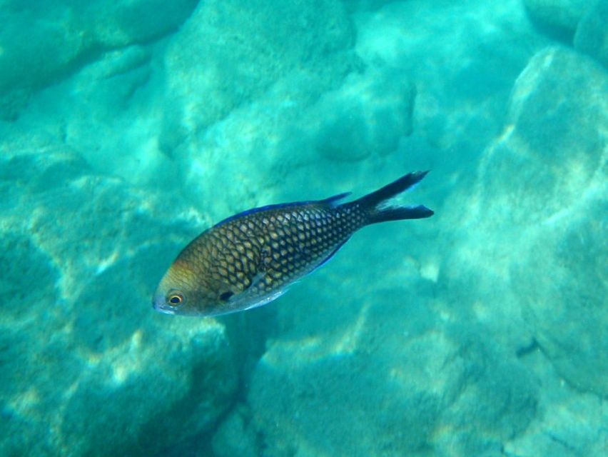 Kos: Kefalos Bay Boat Cruise with Fishing, Swimming, & Meal - Lunch with cod, pork, salad, and fruit