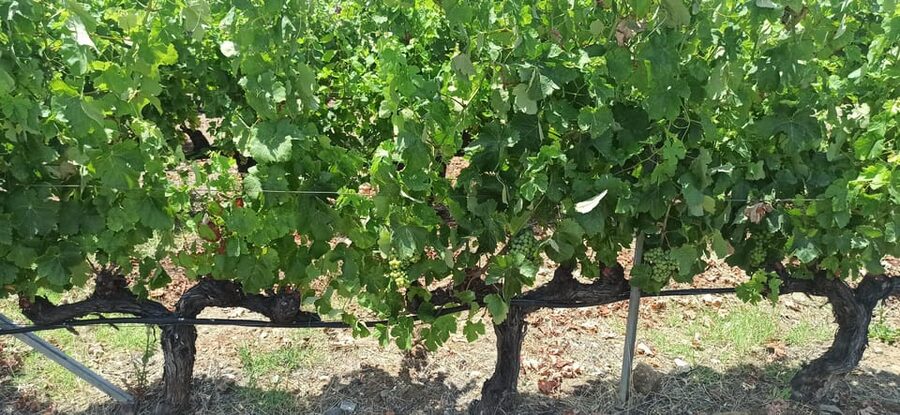 Kos: Wineries Tour w/ Wine Tastings & Transportation - Views, weather, and the best time to go