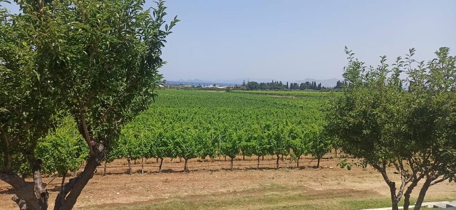 Kos: Wineries Tour w/ Wine Tastings & Transportation - Is $64 a fair price?