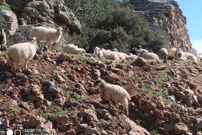 Lasithi –Plateau Traditional Vilages - Krasi and the enormous plane tree