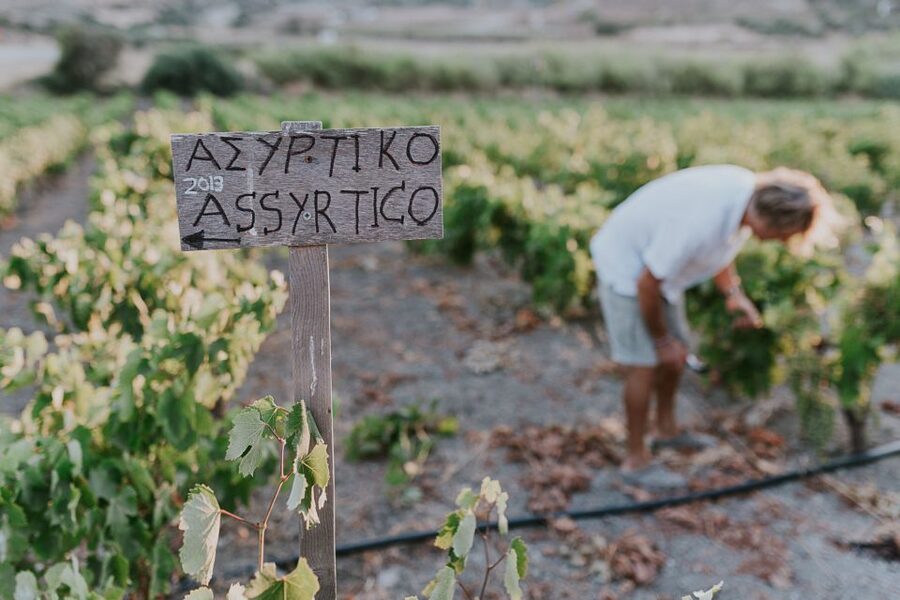 Milos Island: Kostantakis Winery Wine Tasting Experience - Who will enjoy this experience most?