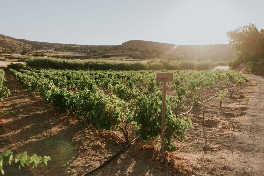 Milos Island: Kostantakis Winery Wine Tasting Experience - Seven wines, one distillation, and a generous snack plate