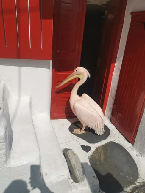 Mykonos: Private Tour with Range Rover - Food, wine, and local recommendations