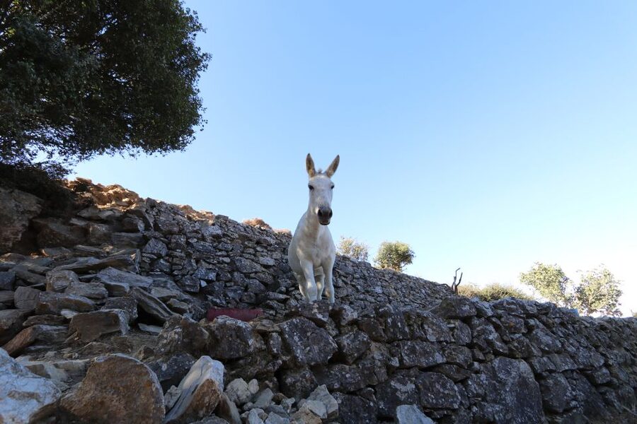 Naxos: Hike to the Top of Mount Zas with a Guide - Reaching the 1,003-meter summit