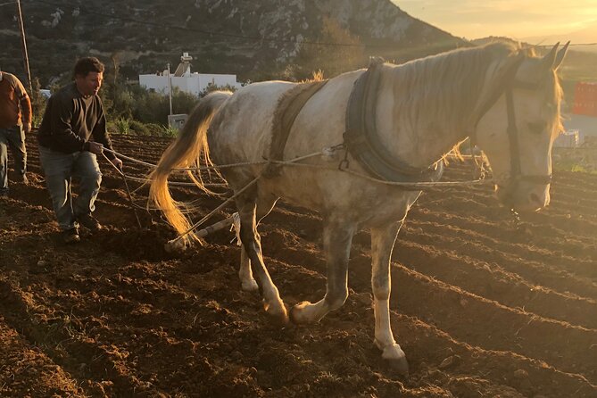 Naxos Perivoli Farm Experience & Wood-fire Cooking Class - A Family Farm Near Melanes