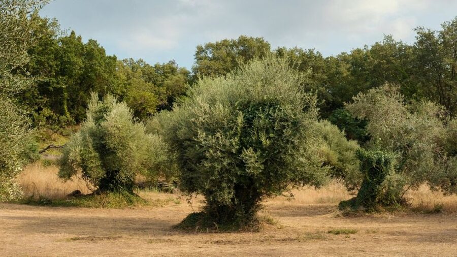 North Corfu: Olive Tour with Olive Oil Tasting and Mezze - Who should book this olive tour?